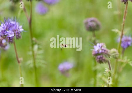 Wildblumenwiesen mit Bienen zwischen den Blüten Stockfoto