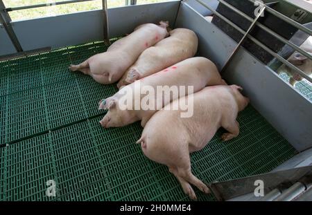 Eine Gruppe von Sauen (große weiße Schweine), die auf einem modernen Plastikboden in einem Ferkel schlafen Stockfoto