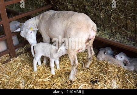 Neugeborenes Lamm, das Milch von Mutterschafen in der Scheune säuert Stockfoto