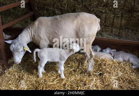 Neugeborenes Lamm, das Milch von Mutterschafen in der Scheune säuert Stockfoto