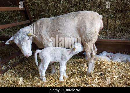 Neugeborenes Lamm, das Milch von Mutterschafen in der Scheune säuert Stockfoto