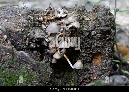 Pilze - Gemeine mycena Stockfoto
