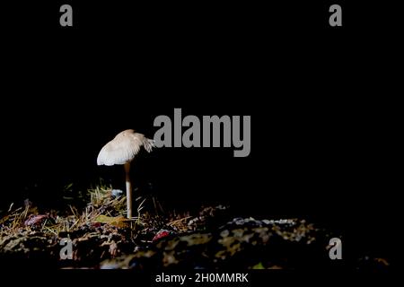 Pilze - Gemeine mycena Stockfoto