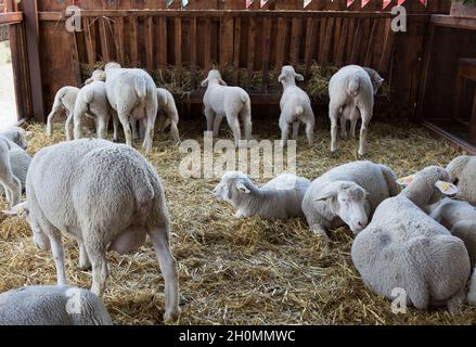 Gruppe von Schafen, die auf Stroh liegen, während Lämmer Heu von der Holzkrippe in der Scheune fressen Stockfoto