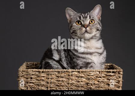 Katzenportrait sitzt im Korb auf schwarzem Hintergrund Stockfoto