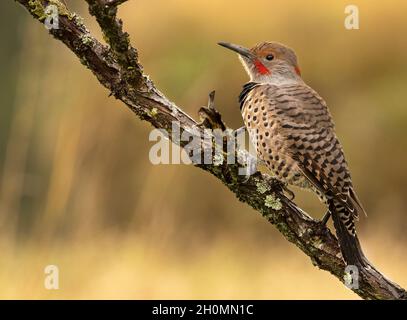 Nördliches Flimmern (Colaptes auratus) oder gewöhnliches Flimmern auf einem Ast Stockfoto