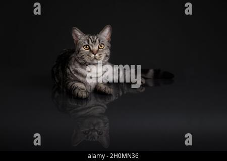 Katzenportrait im Studio liegend auf schwarzem Hintergrund mit Spiegelung Stockfoto