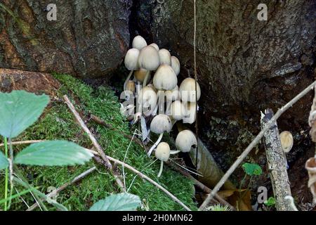 Pilze - Glimmer-Kappe (Coprinellus) auch bekannt als glitzernde Tintenkappe und glänzende Kappe, Coprinellus micaceus. Stockfoto