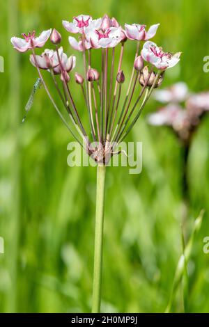 Nahaufnahme der blühenden Grasblüten (Butomus umbellatus) Stockfoto