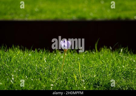Bild eines einzelnen violetten Krokus im Gras an einem sonnigen Tag Stockfoto