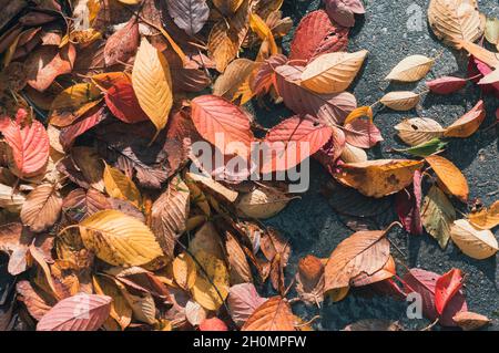 Herbstfarben gefärbte Blätter auf dem Boden im Sonnenlicht Stockfoto