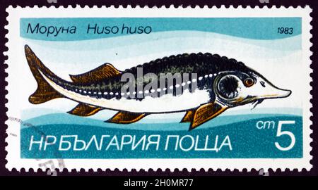 BULGARIEN - UM 1983: Eine in Bulgarien gedruckte Marke zeigt Sturgeon, Huso Huso, Süßwasserfisch, um 1983 Stockfoto
