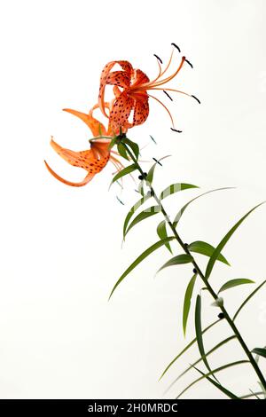 Blütenblätter der Tigerlilie in voller Blüte aus nächster Nähe. Orange Lilie Blüten isoliert auf weißem Hintergrund. Stockfoto