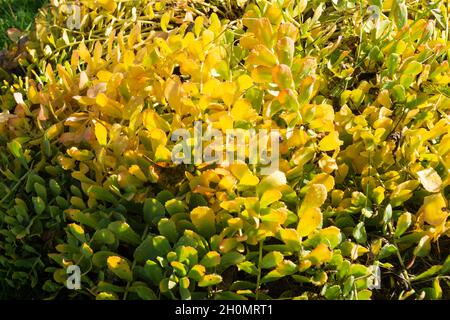 Die Blume von Rhodiola rosea. Schöner Herbsthintergrund an einem sonnigen Tag Stockfoto