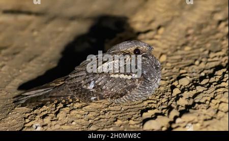 Der mutige europäische Nachtscher (Caprimulgus europaeus) sitzt und ruht in der Frühlingsnacht auf der Waldstraße Stockfoto