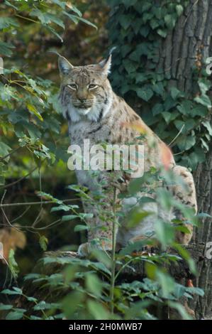 Eurasischer Luchs (Lynx Luchs) am Baum - die mittelgroße Wildkatze war einst in den meisten Teilen Kontinentaleuropas weit verbreitet Stockfoto