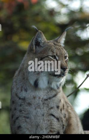 Eurasischer Luchs (Lynx Luchs) am Baum - die mittelgroße Wildkatze war einst in den meisten Teilen Kontinentaleuropas weit verbreitet Stockfoto