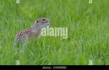 Gesprenkeltes Erdhörnchen oder gefleckte Souslik (Spermophilus suslicus) sitzt auf üppig grünem Grasland Stockfoto