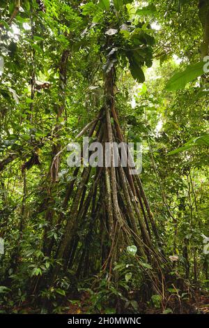 Beeindruckende Wurzeln eines Exemplars der Socratea exorrhiza oder wandelbarer Palmenarten im Amazonas-Regenwald, im Manu-Nationalpark Stockfoto