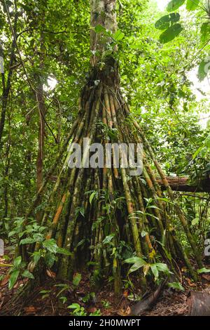 Beeindruckende Wurzeln eines Exemplars der Socratea exorrhiza oder wandelbarer Palmenarten im Amazonas-Regenwald, im Manu-Nationalpark Stockfoto