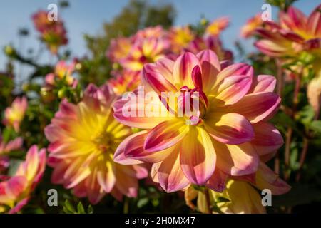 Atemberaubende rosa und gelbe Dahlia-Blüten mit dem Namen Pacific Ocean, fotografiert an einem sonnigen Tag im Spätsommer im Garten von RHS Wisley, Surrey, Großbritannien. Stockfoto