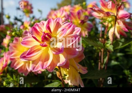 Atemberaubende rosa und gelbe Dahlia-Blüten mit dem Namen Pacific Ocean, fotografiert an einem sonnigen Tag im Spätsommer im Garten von RHS Wisley, Surrey, Großbritannien. Stockfoto