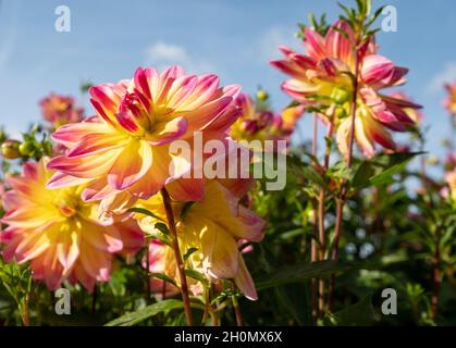 Atemberaubende rosa und gelbe Dahlia-Blüten mit dem Namen Pacific Ocean, fotografiert an einem sonnigen Tag im Spätsommer im Garten von RHS Wisley, Surrey, Großbritannien. Stockfoto