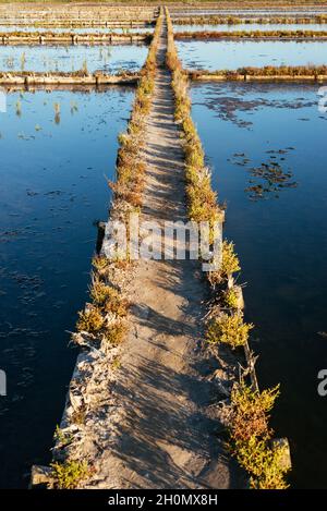 Nahaufnahme von Salzflächen im Wasser. Stockfoto