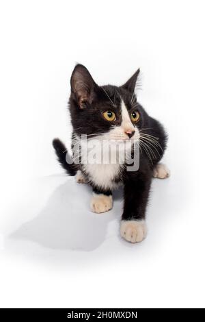 Süße Katze auf weißem Hintergrund Stockfoto