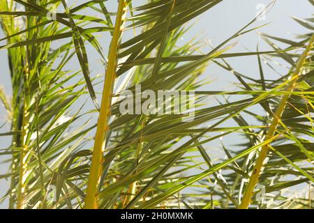 Nahaufnahme von tropischen Palmenblättern mit verschwommenem Hintergrund Stockfoto