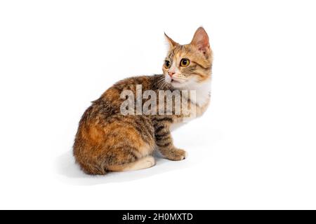 Süße Katze auf weißem Hintergrund Stockfoto