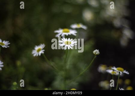 Selektive Fokusaufnahme der blühenden Kamillenblüte vor Bokeh-Hintergrund Stockfoto