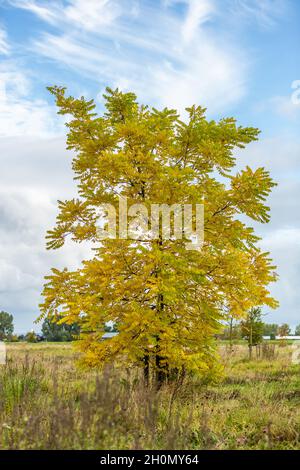 Einsame schwarze Walnuss, amerikanische Walnuss, juglans nigra, in leuchtend gelben Herbstfärbung in Naturwiese mit Hintergrund des blauen Himmels Stockfoto