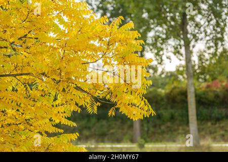 Nahaufnahme von Blättern aus schwarzem Walnuss, amerikanischem Walnuss, juglans nigra, in leuchtend gelber Herbstfärbung vor verschwommenem Hintergrund von grünen Bäumen und Sch Stockfoto