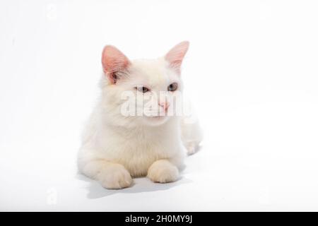 Süße Katze auf weißem Hintergrund Stockfoto