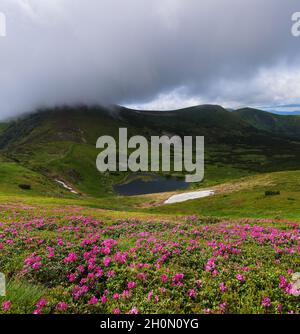 Die Rasenflächen sind mit rosa Rhododendronblüten bedeckt. See an den hohen Bergen. Himmel mit Wolken. Erstaunlicher sonniger Frühlingstag. Schöne Naturtapete Stockfoto