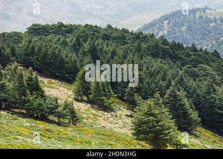 Schöner Blick vom Chelia National Park. Atlas Cedar Forest Stockfoto