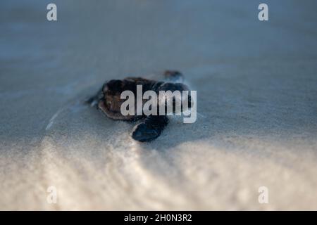 Deformierte Jungtaubenschildkröte, die ihren Weg ins Wasser bahnt. Die Brutzeit einer Hawksbill-Schildkröte findet jedes Jahr zwischen April und November statt, wobei jedes Nest durchschnittlich 130 bis 160 Eier enthält. Nach etwa zwei Monaten Brutzeit beobachten die Eier und die Jungtiere machen sich dann auf den Weg in das nahe gelegene Wasser. Einige ertrinken kurz darauf aufgrund ihrer deformierten Hinterbeine. Lachender Vogel Caye, Belize. Stockfoto