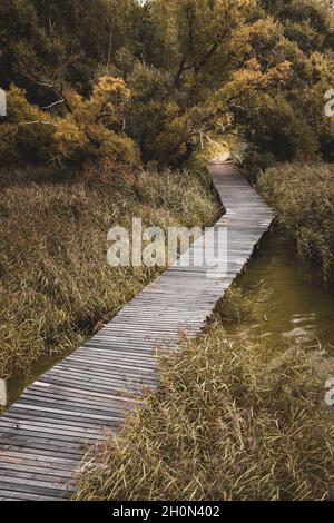 Holzweg über dem Wasser zwischen dem Schilf Stockfoto