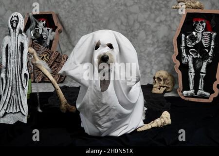 Ein süßer Hund trägt ein Laken mit Löchern, die als Geisterkostüm mit gruseligen Requisiten im Hintergrund ausgeschnitten sind, für Halloween. Stockfoto