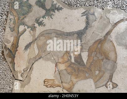 Großer Palast von Konstantinopel (oströmische Periode). Detail eines der Mosaike, die die Bürgersteige schmückten. Löwe greift ein Tier an. 4.-6. Jahrhundert Stockfoto