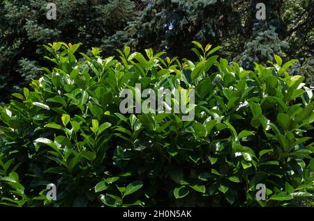 Ein Blick auf Prunus laurocerasus oder Kirsche Lorbeer, immergrüner Strauch im Garten, Sofia, Bulgarien Stockfoto