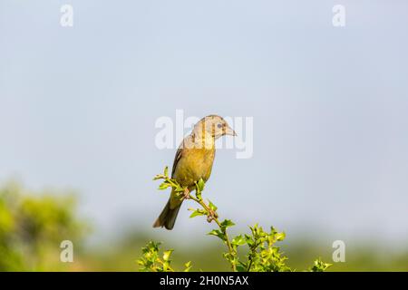 Grauammer (Emberiza cineracea) ist eine singvogelart, die zur Familie der Zwergammer (Emberizidae) gehört. Heute wird er in die Familie der Finken nach eingeordnet Stockfoto