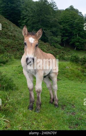 Halbferale baskische Pony aus der alten Rasse Pottok steht auf abfallenden Pyrenäen Bergweiden Frankreich Stockfoto