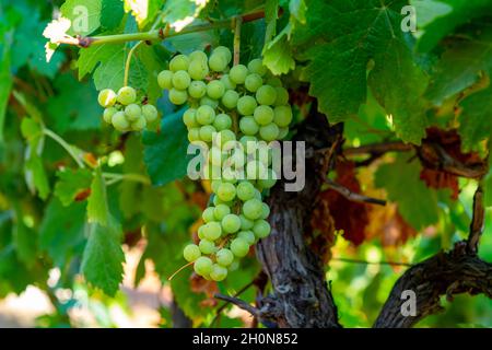 Trauben von Weißwein trebbiano Trauben reifen in Sonnenlicht auf Weinbergen in der Nähe von Terracina, Latium, Italien Stockfoto