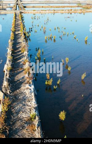 Nahaufnahme von Salzflächen im Wasser. Stockfoto