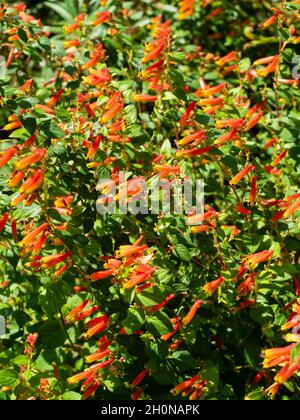 Massierte Darstellung der gelb getippten roten Blüten der zarten bis halbharten, immergrünen Shrubby-Zigarrenpflanze Cuphea cyanea Stockfoto