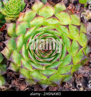 Rosette und Offset des robusten Hauseks, Sempervivum calcareum „Blood Tip“ Stockfoto