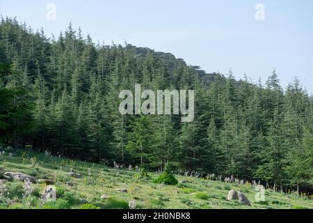 Schöner Blick vom Chelia National Park. Atlas Cedar Forest Stockfoto