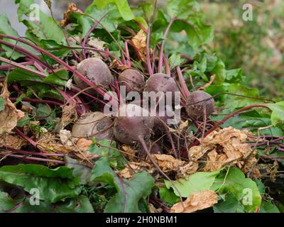 Ein Haufen frisch geernteter biologischer Rüben, der auf dem Boden liegt. Nahaufnahme. Stockfoto